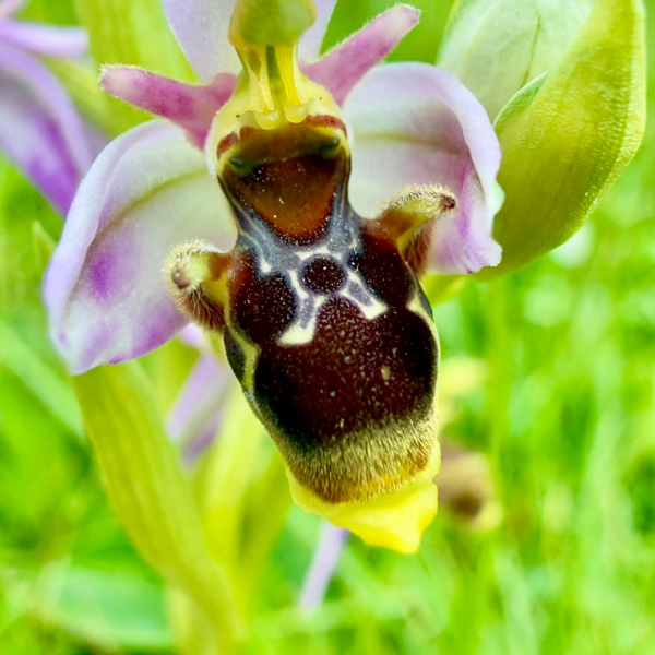 Ophrys picta